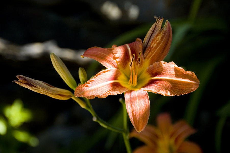 Flor - Cerbi - Lleida  -Catalunya 2
